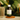 PARALEX VINEGAR.